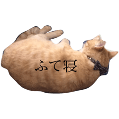 [LINEスタンプ] 癒し猫スズ♂シリーズ2