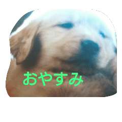 [LINEスタンプ] ゴールデンレトリバー エルちゃん