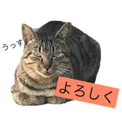 [LINEスタンプ] 野良猫日和2