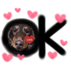 [LINEスタンプ] 愛犬ちゃちゃこ♡