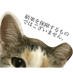 [LINEスタンプ] ニャンとつぶやき