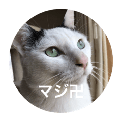 [LINEスタンプ] 卍ねこ