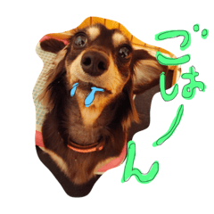 [LINEスタンプ] ダックスフンドのまりもちゃん