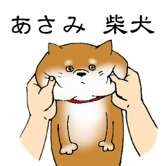 [LINEスタンプ] 【あさみ】の柴犬