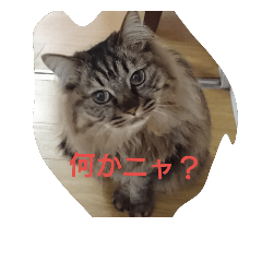 [LINEスタンプ] 山田家の猫の気持ち2