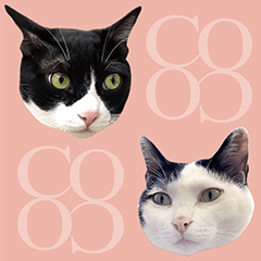 [LINEスタンプ] BLACK＆WHITE CUTE CAT