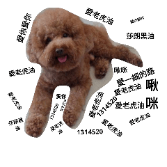 [LINEスタンプ] Poodle and Maltese