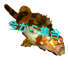 [LINEスタンプ] fishingボクジョウ