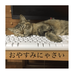 [LINEスタンプ] 猫  ネコ   ねこ