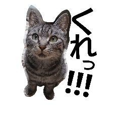 [LINEスタンプ] ひめぞう