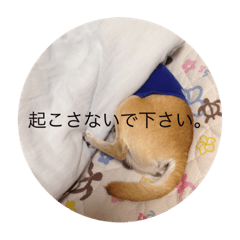 [LINEスタンプ] チワワのこまさん