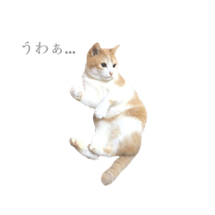 [LINEスタンプ] うちの猫さま(基本ねむい)