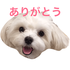 [LINEスタンプ] マルチーズの小春ちゃん(関西弁)