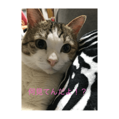 [LINEスタンプ] 猫のかわいいスタンプだよー