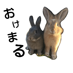 [LINEスタンプ] ツンツンうさぎさん