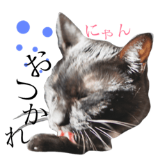 [LINEスタンプ] 黒猫ラキの日常スタンプ其の2