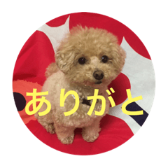 [LINEスタンプ] 可愛い犬 トイプードル ポコ