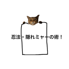 [LINEスタンプ] 猫の常用語