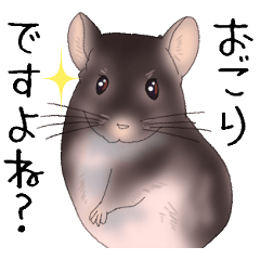 [LINEスタンプ] チンチラのシュシュちゃん