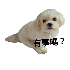 [LINEスタンプ] baby my dogs family