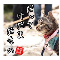 [LINEスタンプ] 毛玉キャット