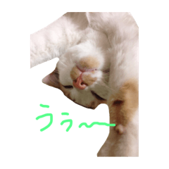 [LINEスタンプ] 猫の大吉stamp