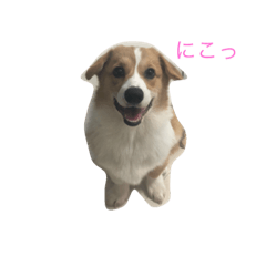 [LINEスタンプ] コーギーのラッキー