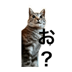 [LINEスタンプ] おと〜とニャンコなる。