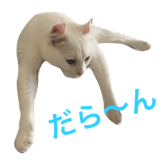 [LINEスタンプ] まろちゃん家の愉快なニャンズ2