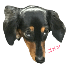 [LINEスタンプ] 愛犬の挨拶