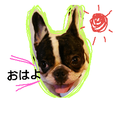 [LINEスタンプ] 可愛いフレンチブルドッグ