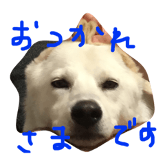 [LINEスタンプ] うちのぱんちこ2