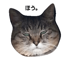 [LINEスタンプ] まわりのにゃんこたち