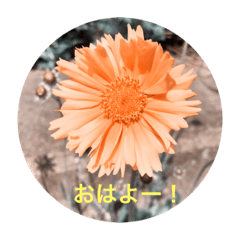 [LINEスタンプ] The flower seriesの画像（メイン）