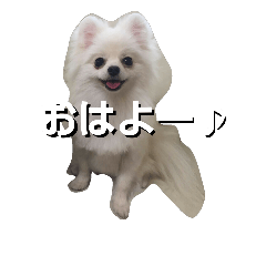 [LINEスタンプ] ちびポメ『シエル』のつぶやき