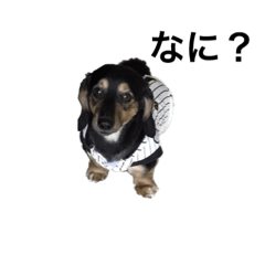 [LINEスタンプ] るいくん(蜂)