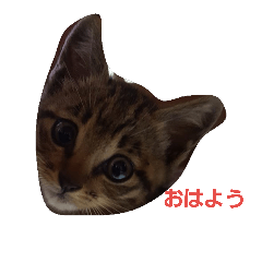 [LINEスタンプ] 猫たち2