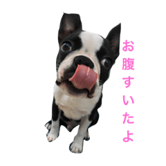 [LINEスタンプ] すけのすけ君3