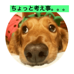 [LINEスタンプ] ポロくんのすたんぷりん