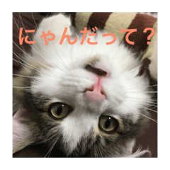 [LINEスタンプ] ノルウェージャンフォレストキャットうた