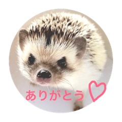 [LINEスタンプ] 中山さんちのハリネズミ