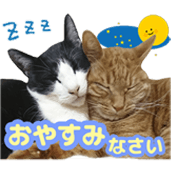 [LINEスタンプ] 猫実写