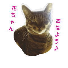 [LINEスタンプ] 猫の花ちゃんスタンプ