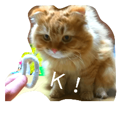 [LINEスタンプ] まいすこねこ1