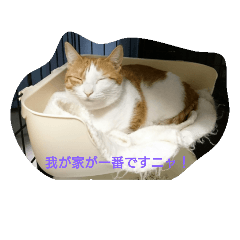 [LINEスタンプ] 我が家の猫01