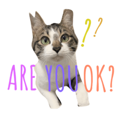 [LINEスタンプ] 飼い猫 小鉄