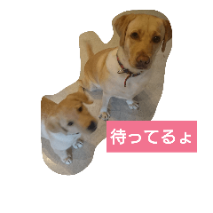 [LINEスタンプ] 我が家犬