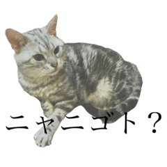 [LINEスタンプ] にゃーにゃずの画像（メイン）