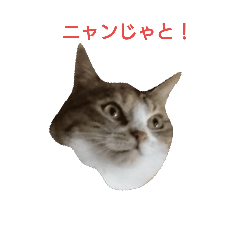 [LINEスタンプ] モアのスタンプの画像（メイン）