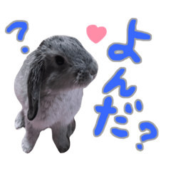 [LINEスタンプ] うさぎのこいちゃん。